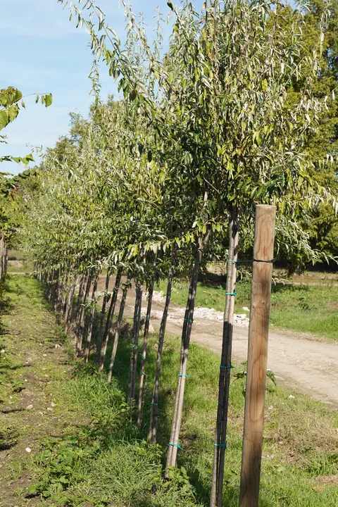Fidanlık içi servis yolu
