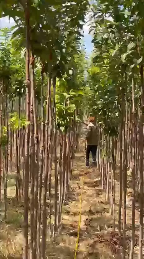 Fidan sıraları arasında