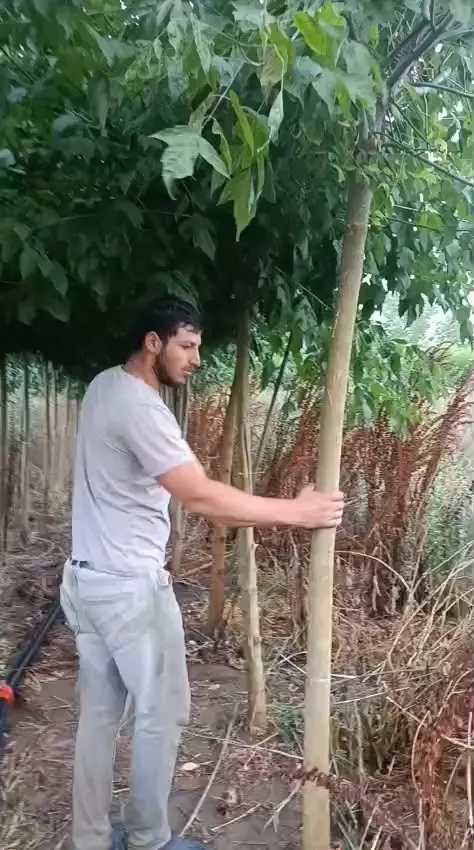 Saha turu